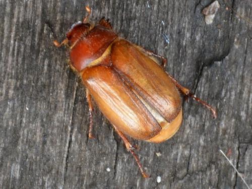 Amphimallon majale